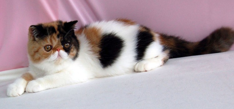 Вислоухий экзот