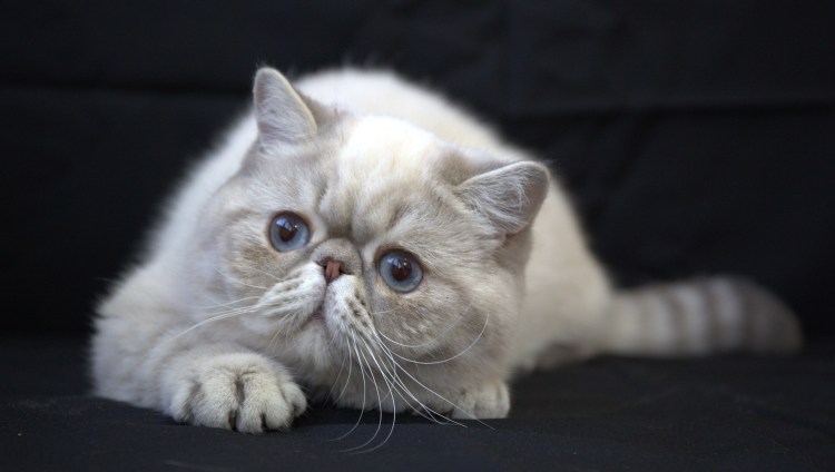 Экзот шиншилла длинношёрстная