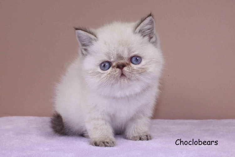 Трехшерстная кошка экзот