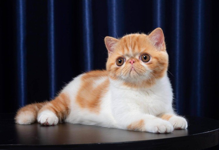 Экзотическая короткошерстная кошка