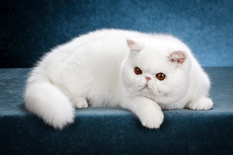 Экзот кошка черная