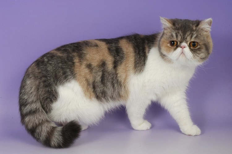 Кошки экзоты короткошерстные