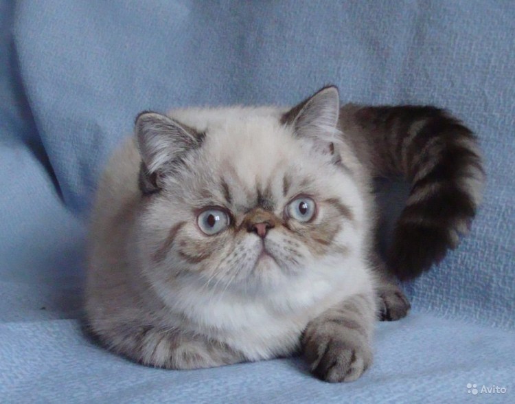 Экзот Сильвер табби