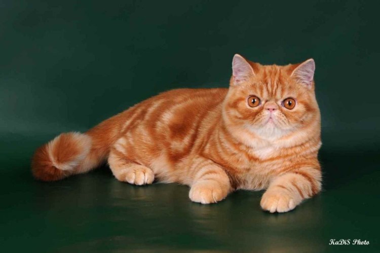 Манчкин кошка экзот