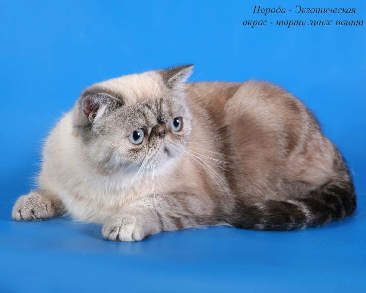 Кот экзот красный мрамор