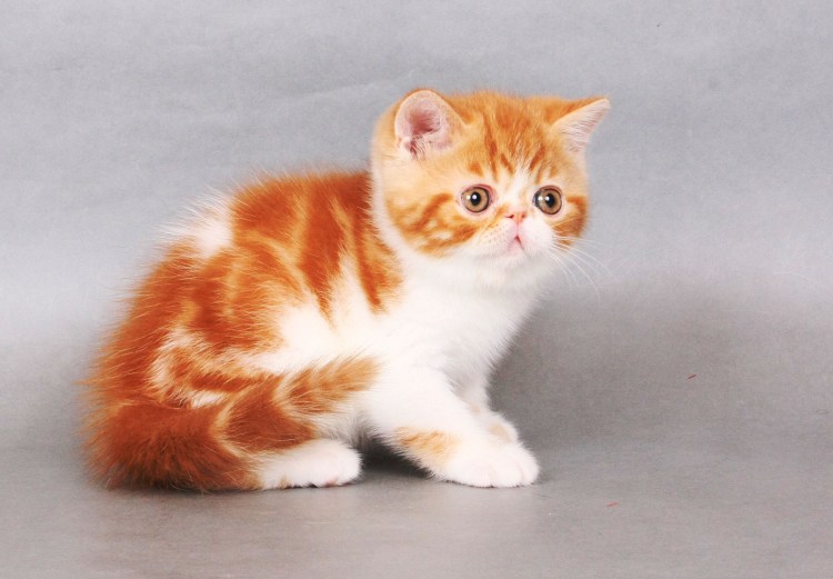 Экзот колор Пойнт