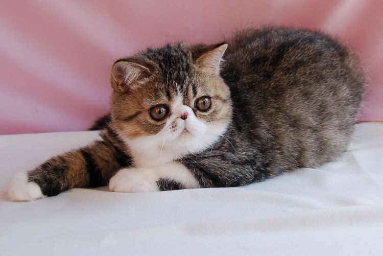 Трехшерстная Персидская кошка