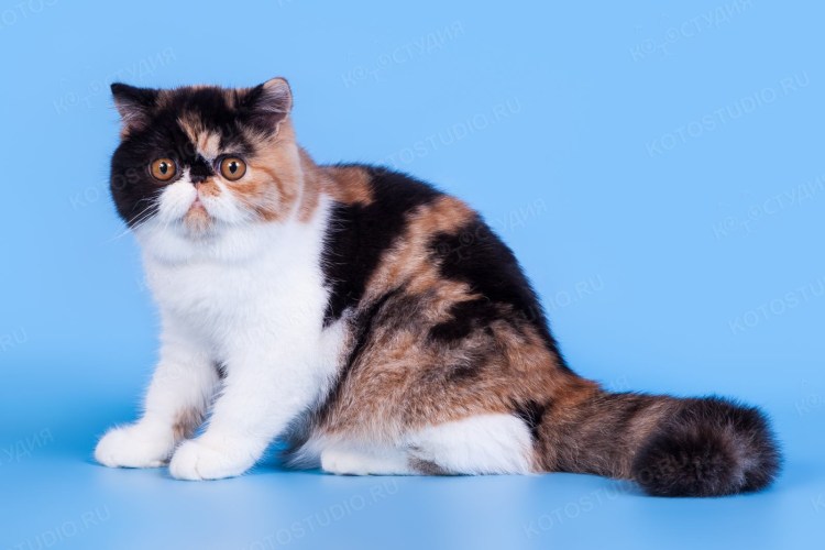 Экзот мрамор Браун таби