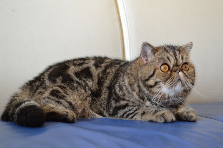 Экзот кошка рыжая