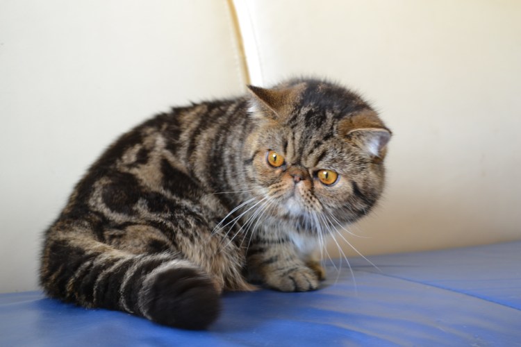 Трехшерстная кошка экзот