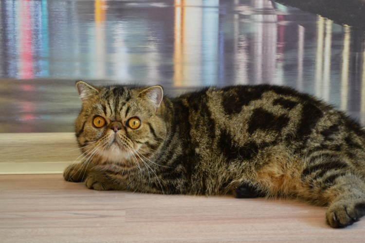 Американская короткошерстная табби Браун