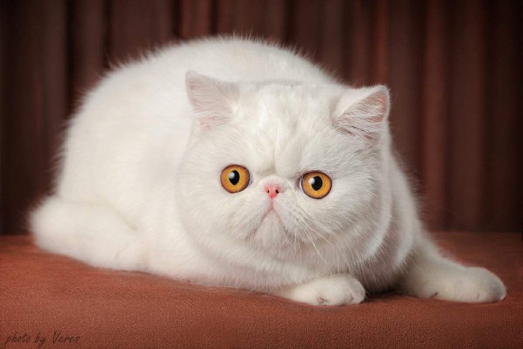 Кошки экзоты короткошерстные