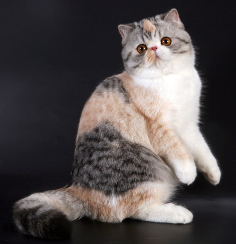 Экзотическая короткошерстная кошка