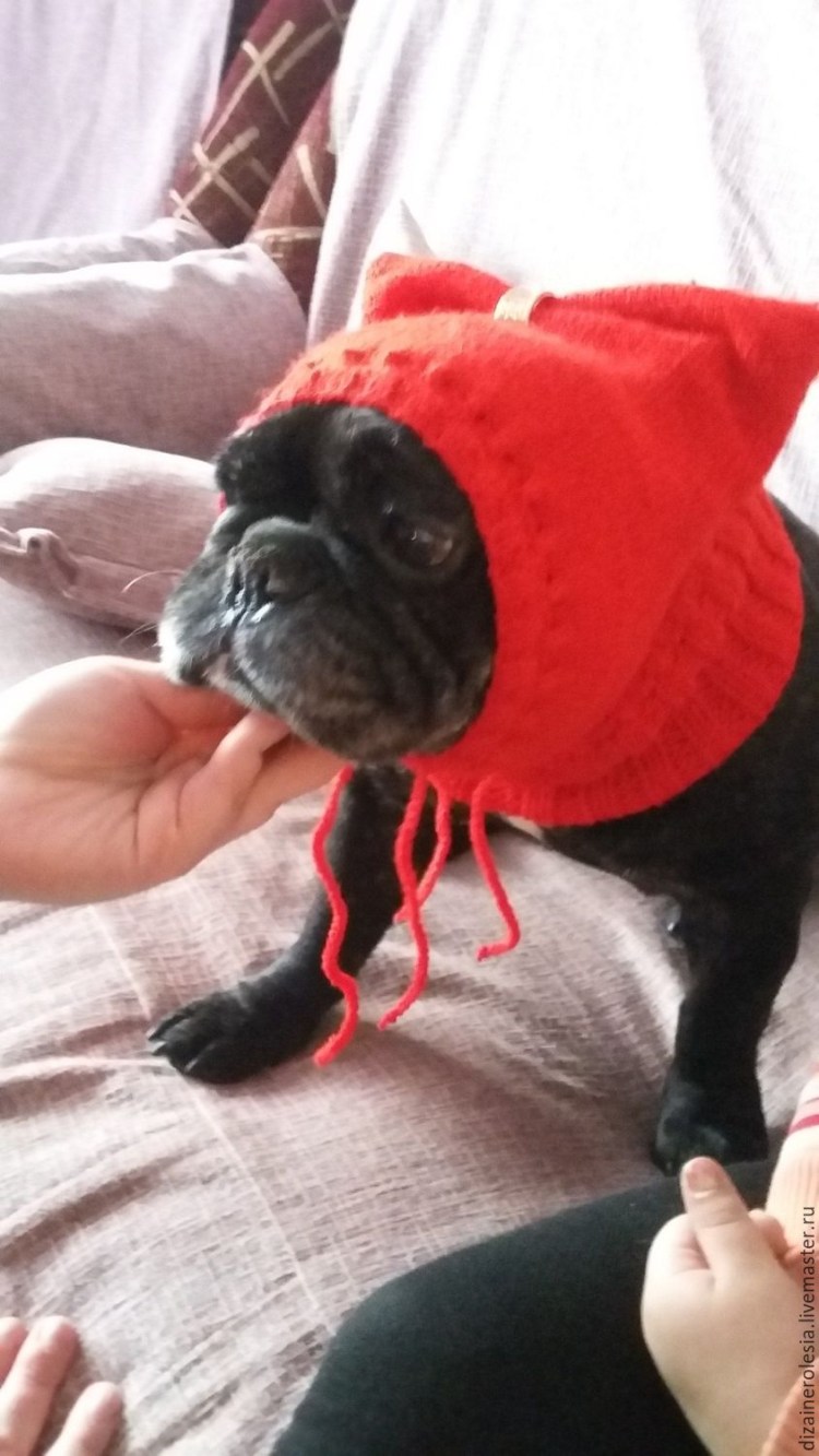 Мопс в шапочке