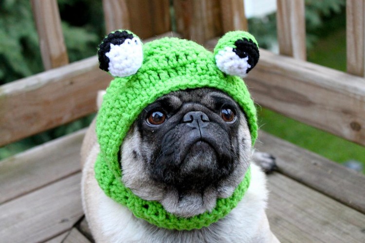Мопс в шапочке