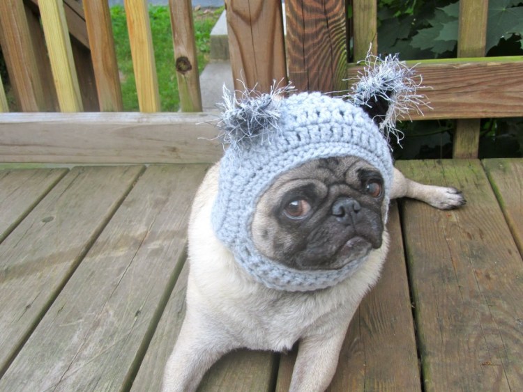 Мопс в шапке