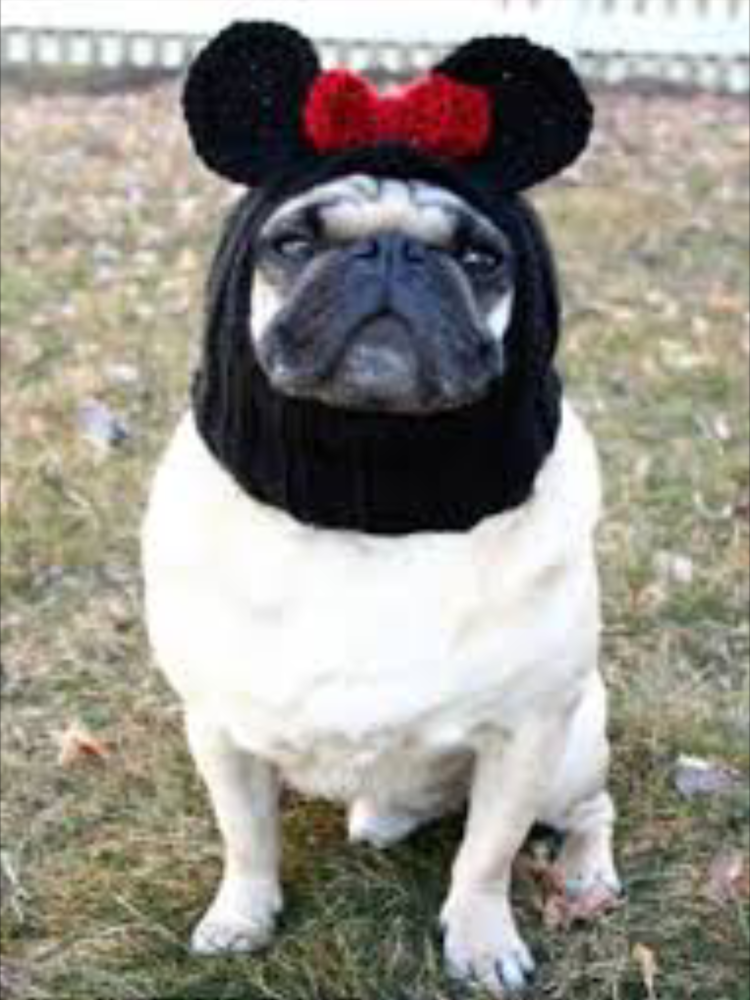 Вязаные шапочки для французского бульдога