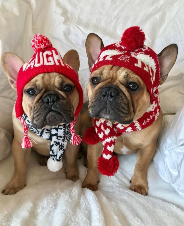 Шапочка для французского бульдога