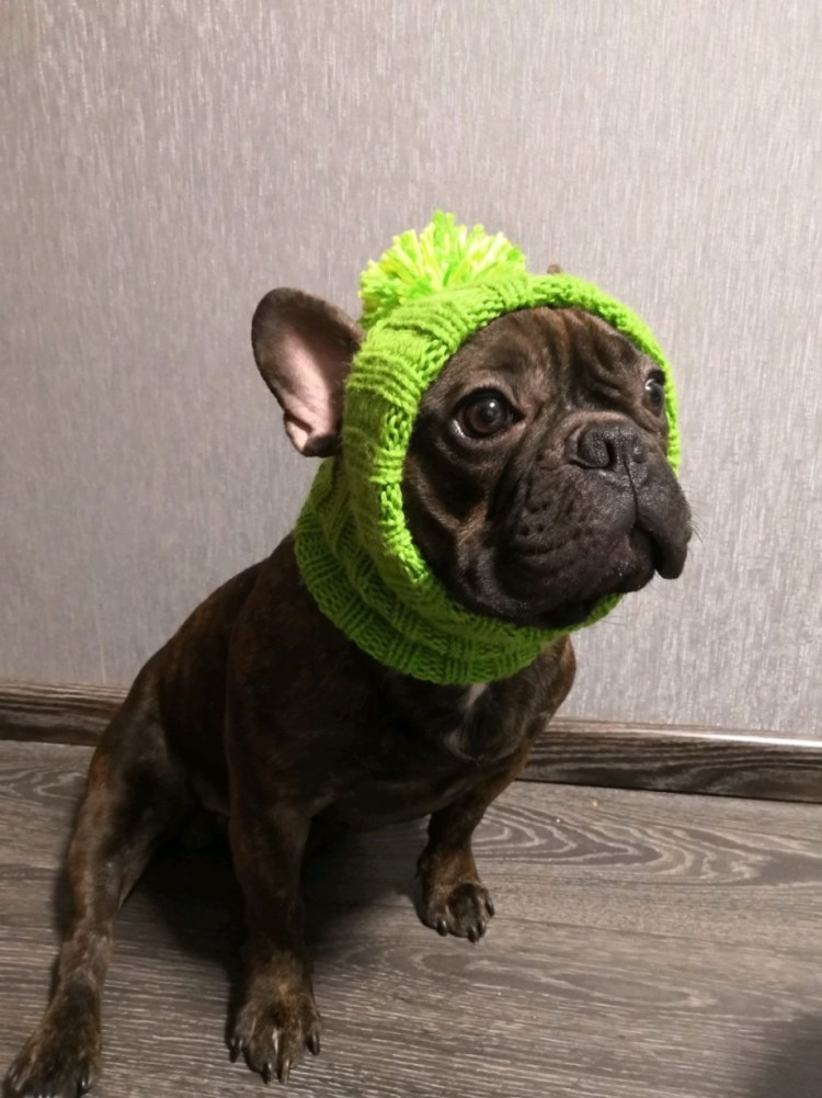 Шапка для французского бульдога