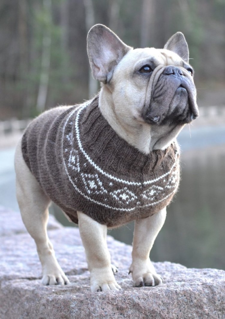 Французский бульдог в платье