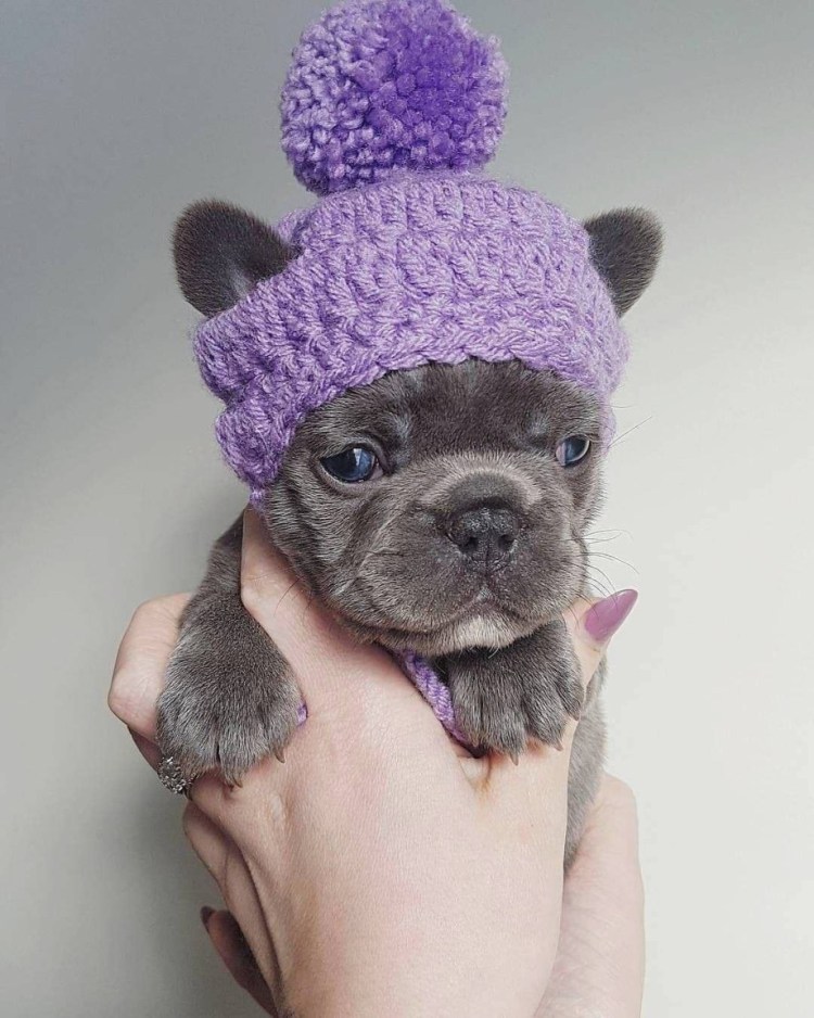 Шапочка для французского бульдога