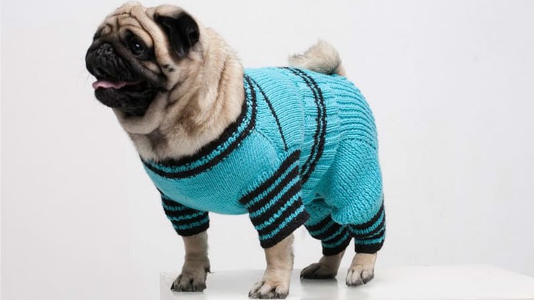 Вязаная одежда для собак Мопс девочек