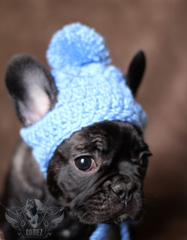Вязаная шапка для французского бульдога