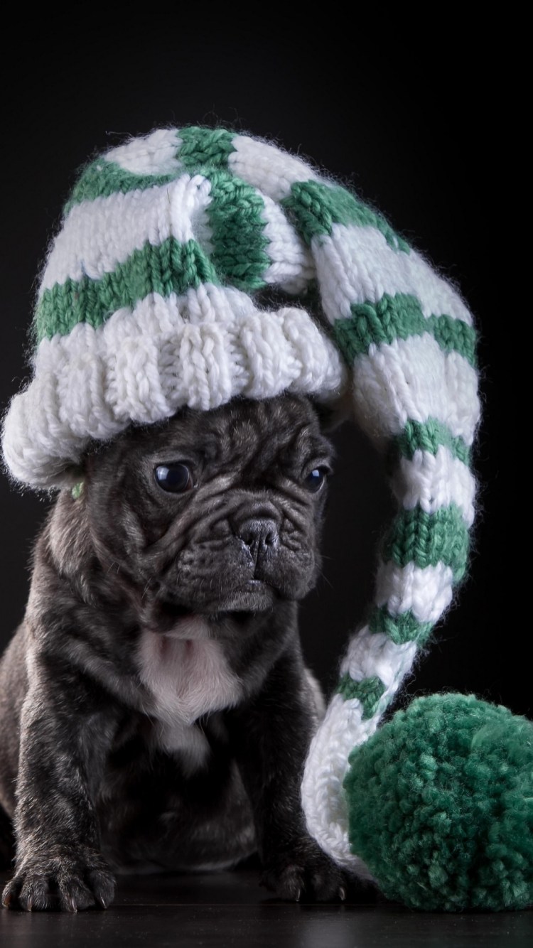 Шапочка для французского бульдога