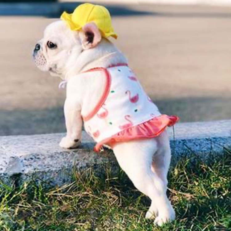 Свитер для французского бульдога