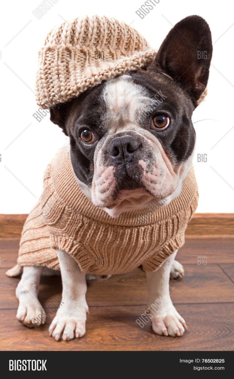 Мопс в шапочке