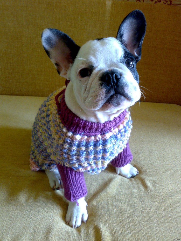 Вязаные шапочки для французского бульдога