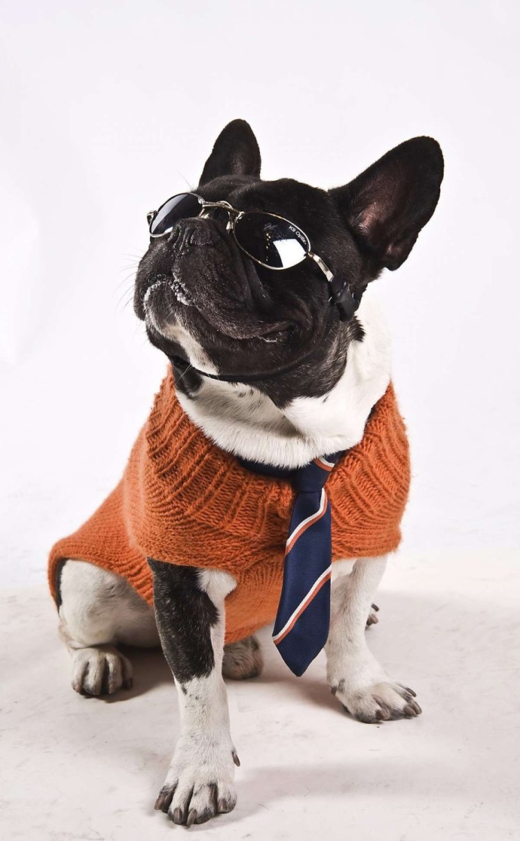 Вязаный французский бульдог