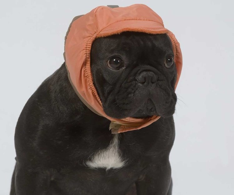 Амигуруми французский бульдог схема