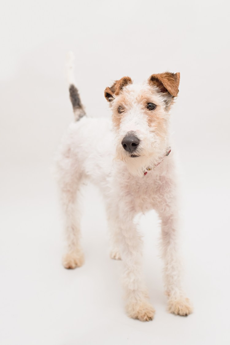 Вайт Фокс терьер