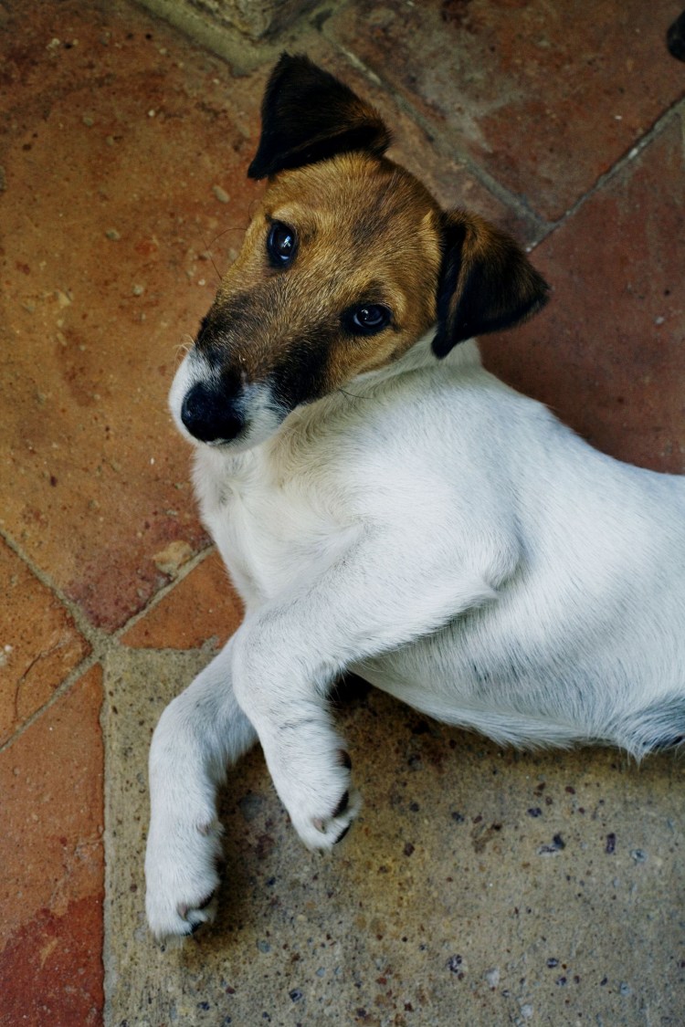 Фокстерьер собака