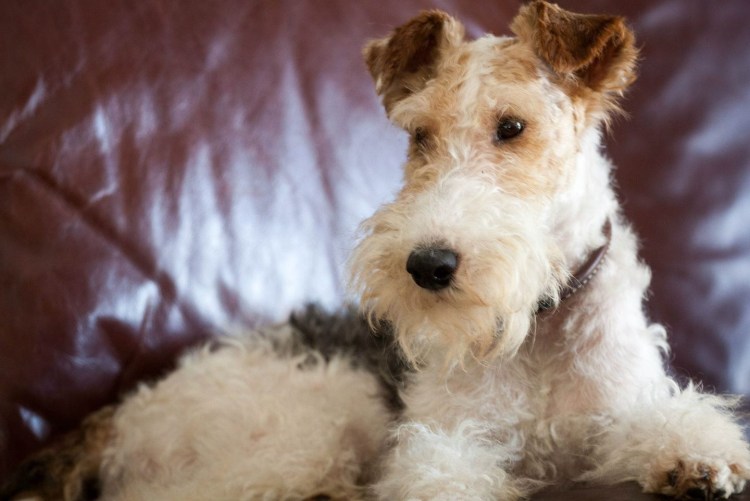 Терьер Эрдельтерьер Эрдельтерьер