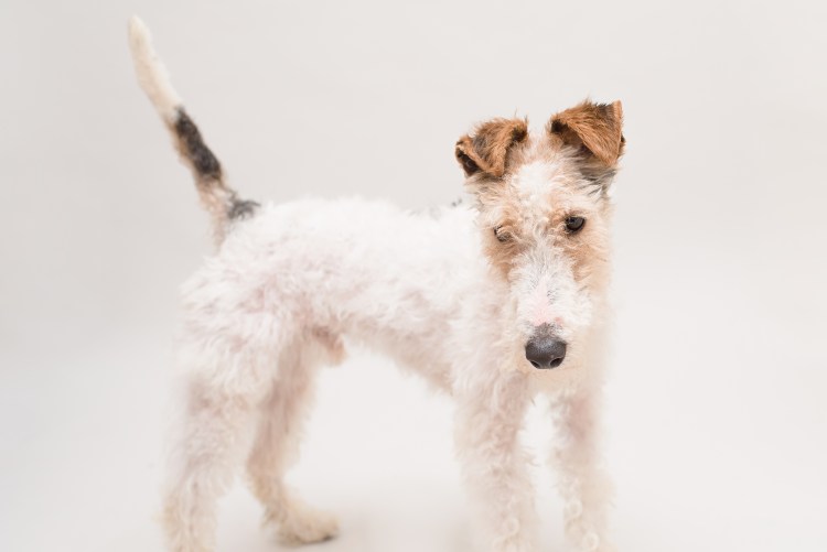 Портрет Фокстерьер гладкошерстный