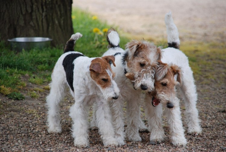 Порода собак Фокстерьер