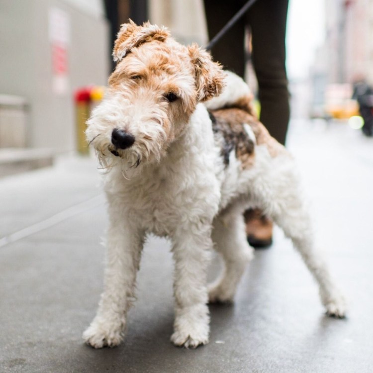 Гладкошёрстный Фокстерьер терьеры