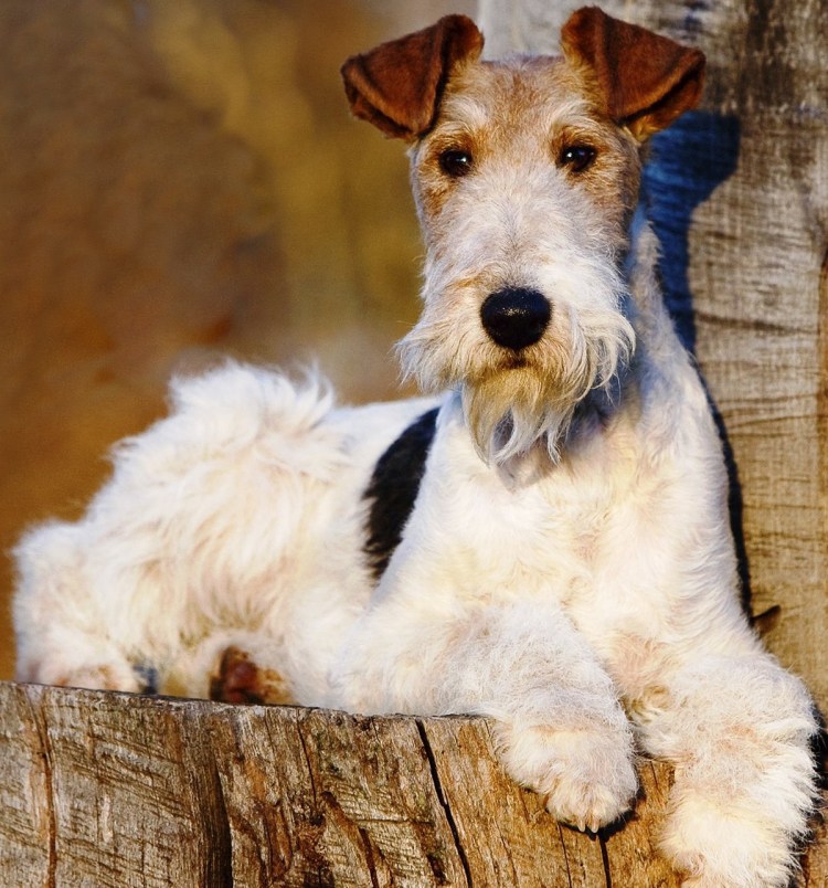 Сбежала собака объявления