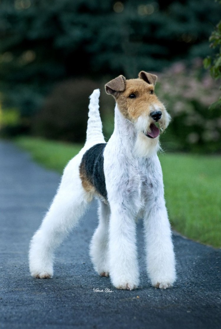 Вельштерьер и Фокстерьер