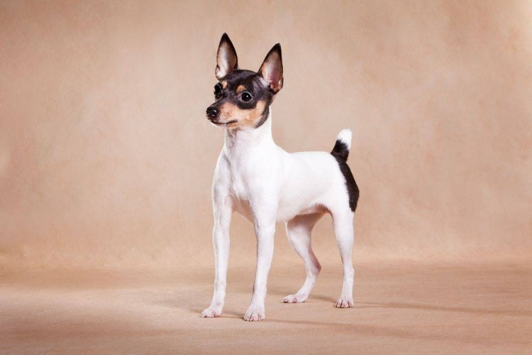 Заросший жесткошерстный терьер