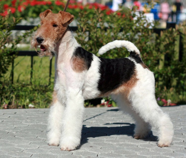 Джек Парсон терьер