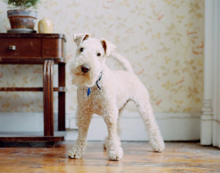 Собака Фокстерьер жесткошерстный