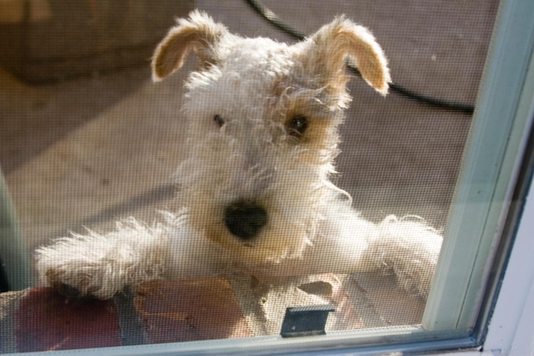 Лейкленд терьер щенки