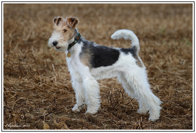 Фокс Рассел терьер гладкошерстный