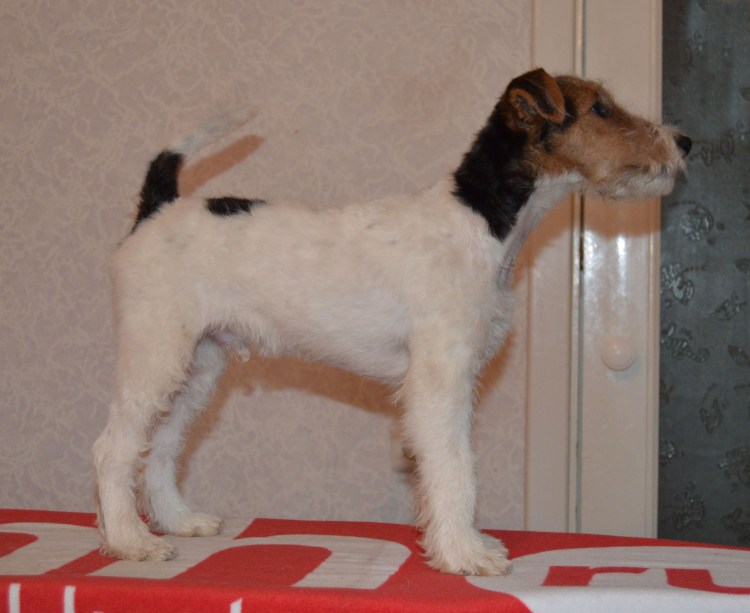 Терьер Эрдельтерьер Фокстерьер