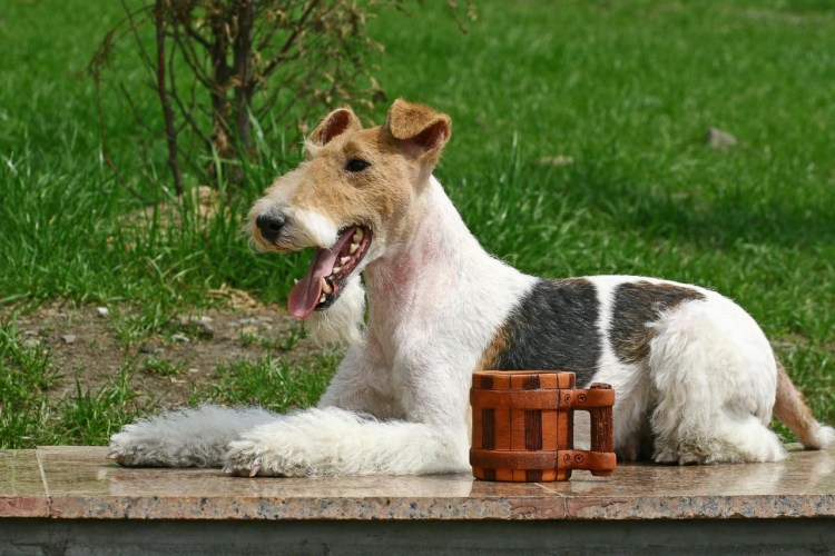 Wirehaired Fox Terrier