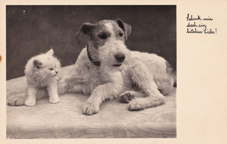 Длинношерстный Фокстерьер