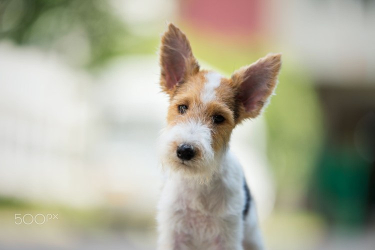 Фокстерьер Лорд